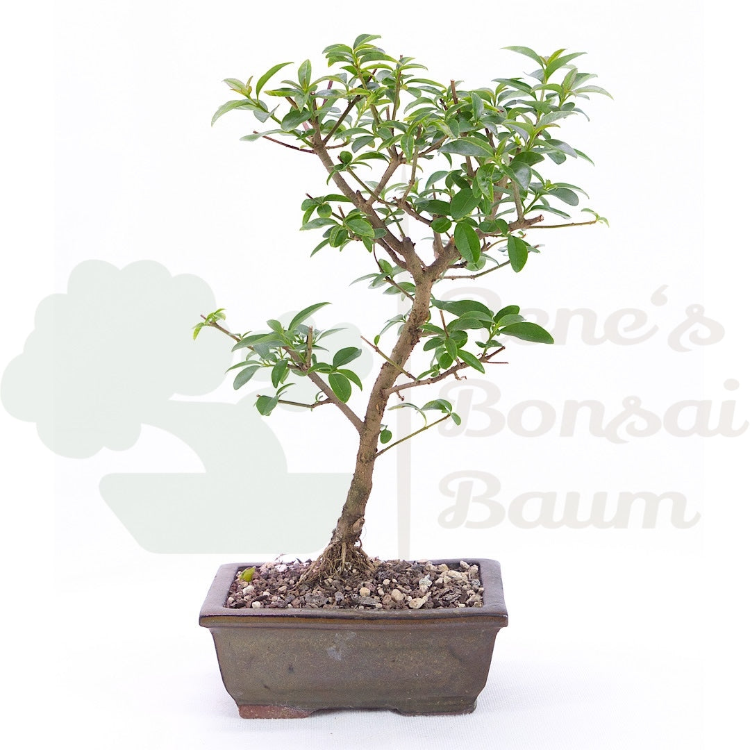 Gewöhnlichen Liguster
‚Ligustrum vulgare‘